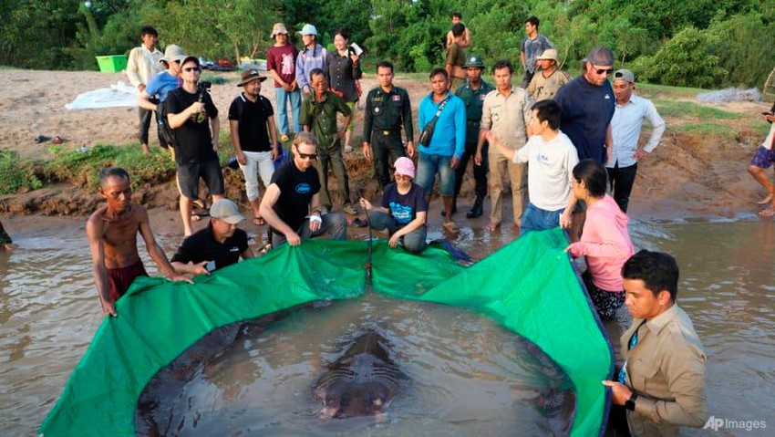 Các nhà khoa học chuẩn bị thả con cá đuối khổng lồ trở lại sông Mekong (Ảnh: Nguồn quốc tế)