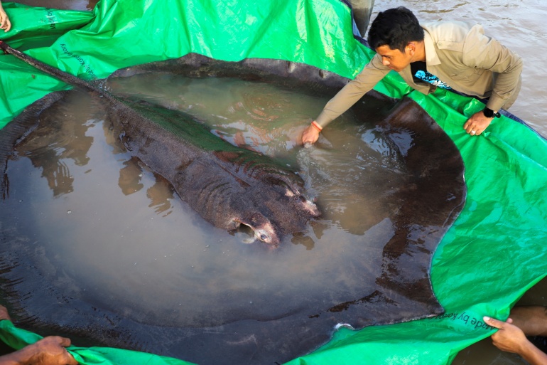 Con cá đuối khổng lồ được đánh bắt tại đảo Koh Preah, Campuchia (Ảnh: Nguồn quốc tế)
