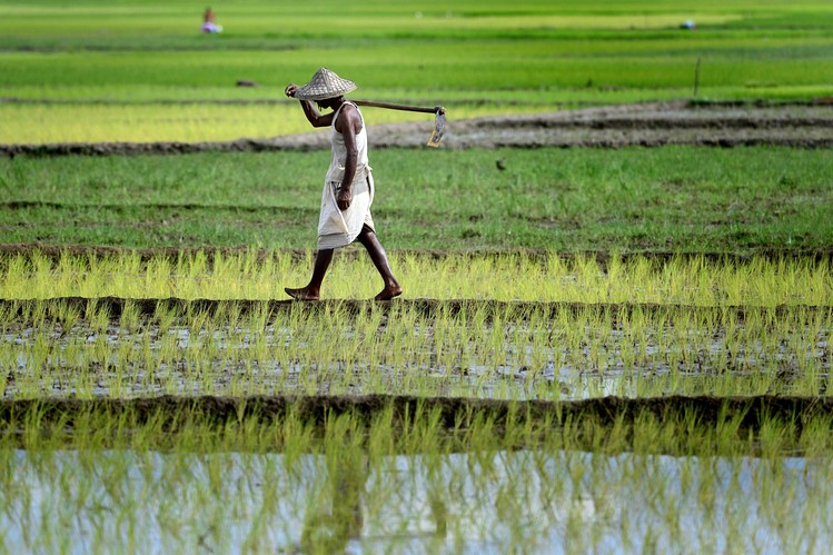 Tình trạng khô hạn lan rộng tại nhiều vùng canh tác lúa gạo lớn của Ấn Độ đang khiến giá gạo trên thị trường nội địa nước này tăng cao trong thời gian gần đây