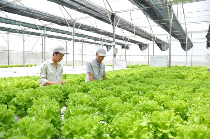 Nông nghiệp 4.0 tại Hà Nội