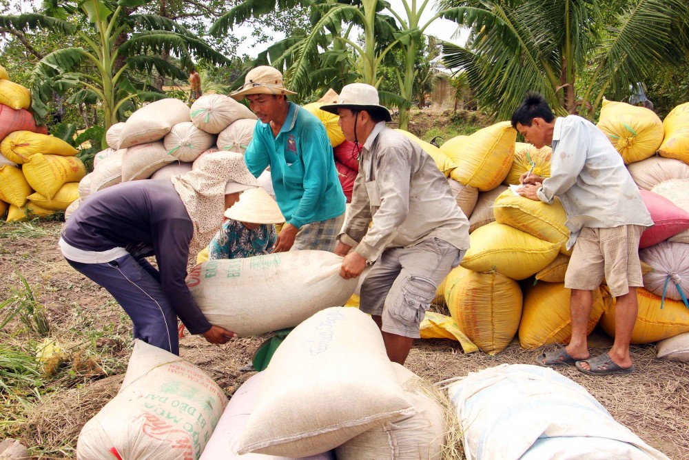 Giá lúa gạo hôm nay duy trì ổn định