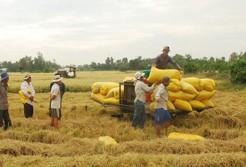 Giá lúa gạo hôm nay điều chỉnh tăng với lúa nếp