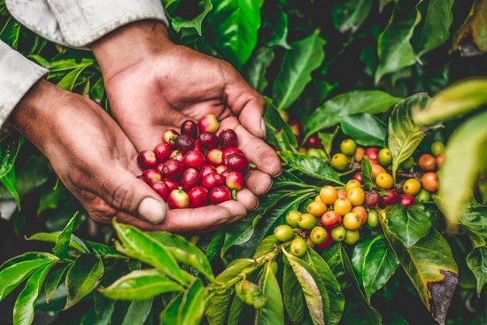 Ngành cà phê Việt Nam hướng đến kim ngạch xuất khẩu đạt kỷ lục 4 tỷ USD trong năm nay.