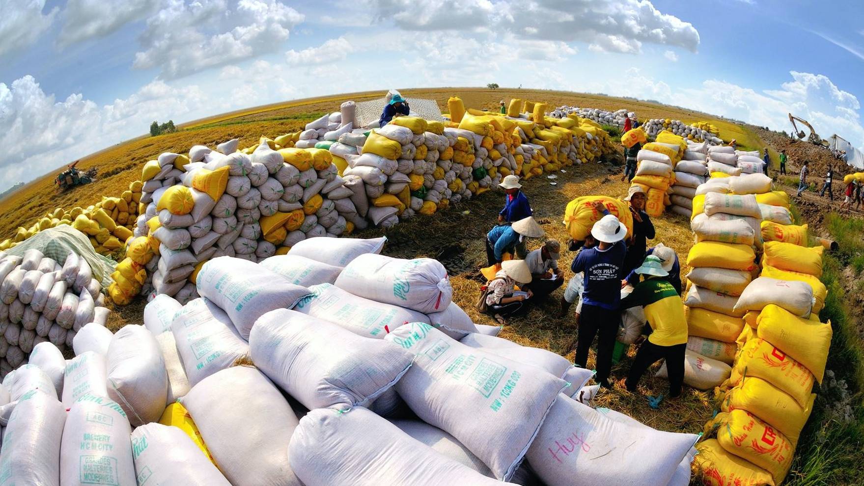 Giá gạo xuất khẩu của Việt Nam, Ấn Độ và Thái Lan đã đồng loạt giảm nhẹ khi hoạt động giao dịch có phần suy yếu.